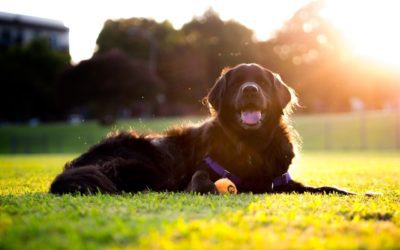3 Tips To Prevent Lyme Disease in Your Dog