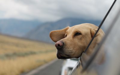 Is it a Good Idea to Bring Your Pet with You On Your Summer Vacation?