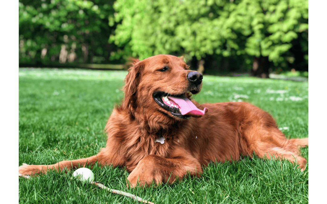 Learn How To Spot Signs of Heatstroke in Your Pet