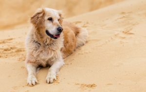 Senior golden retriever laying in the sand