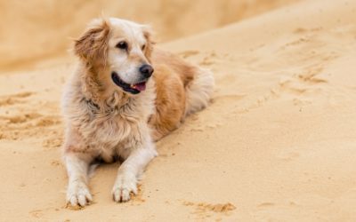 Tips on How To Ensure the Safety of Deaf Dogs
