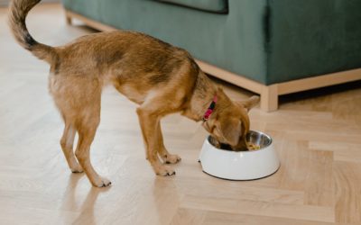 Things to Know When Preparing a Thanksgiving Plate for Your Pet