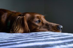 Brown dog lying on a bed