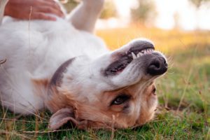 Dog laying upside down in grass