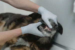 A person with gloves looking at a dog's teeth