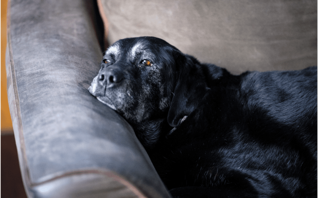4 Ways to Get Ready for Your Pet’s Death