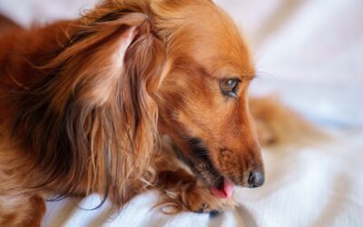 Recognizing, Treating, and Preventing Hot Spots in Pets