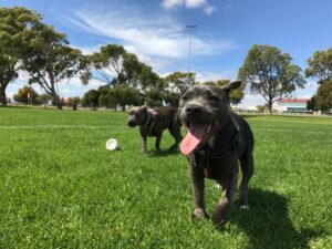 Two gray pit bulls running in the park