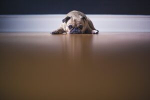 Pug laying down looking scared