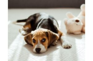 Beagle lying on the floor while looking at camera