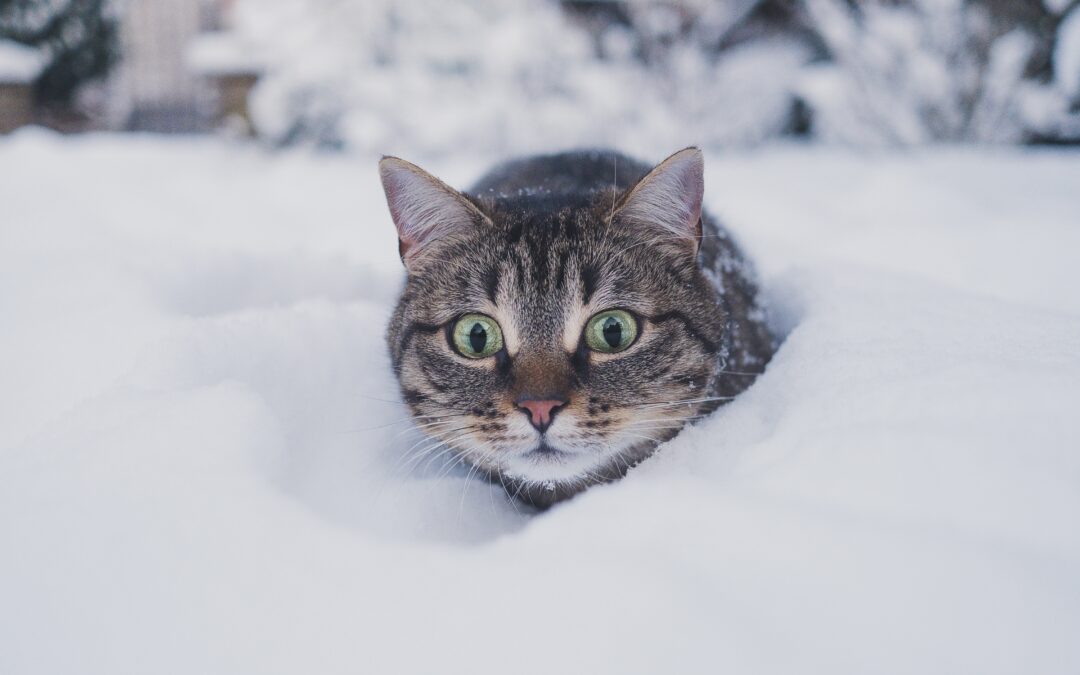 Cat wide-eyed buried in the snow